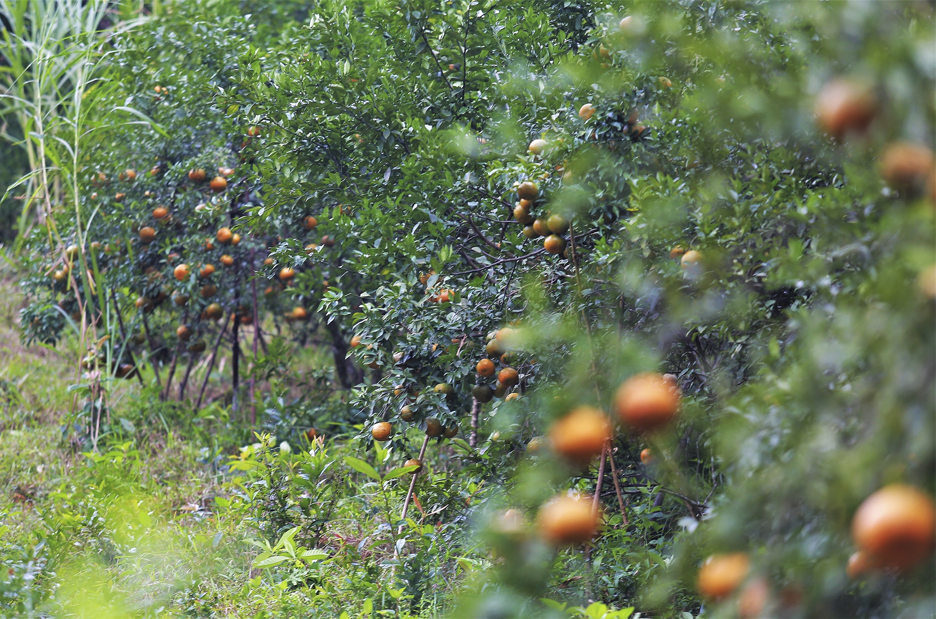 gia cam tang cao anh 8