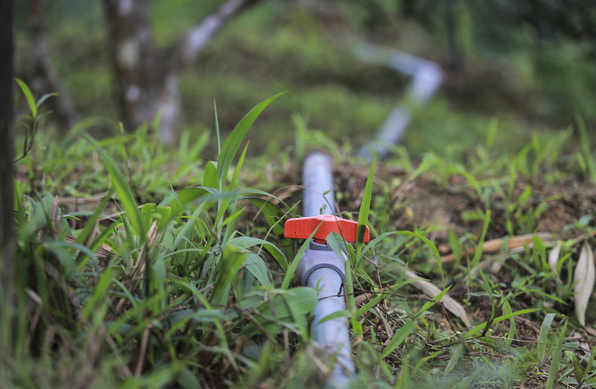 gia cam tang cao anh 10