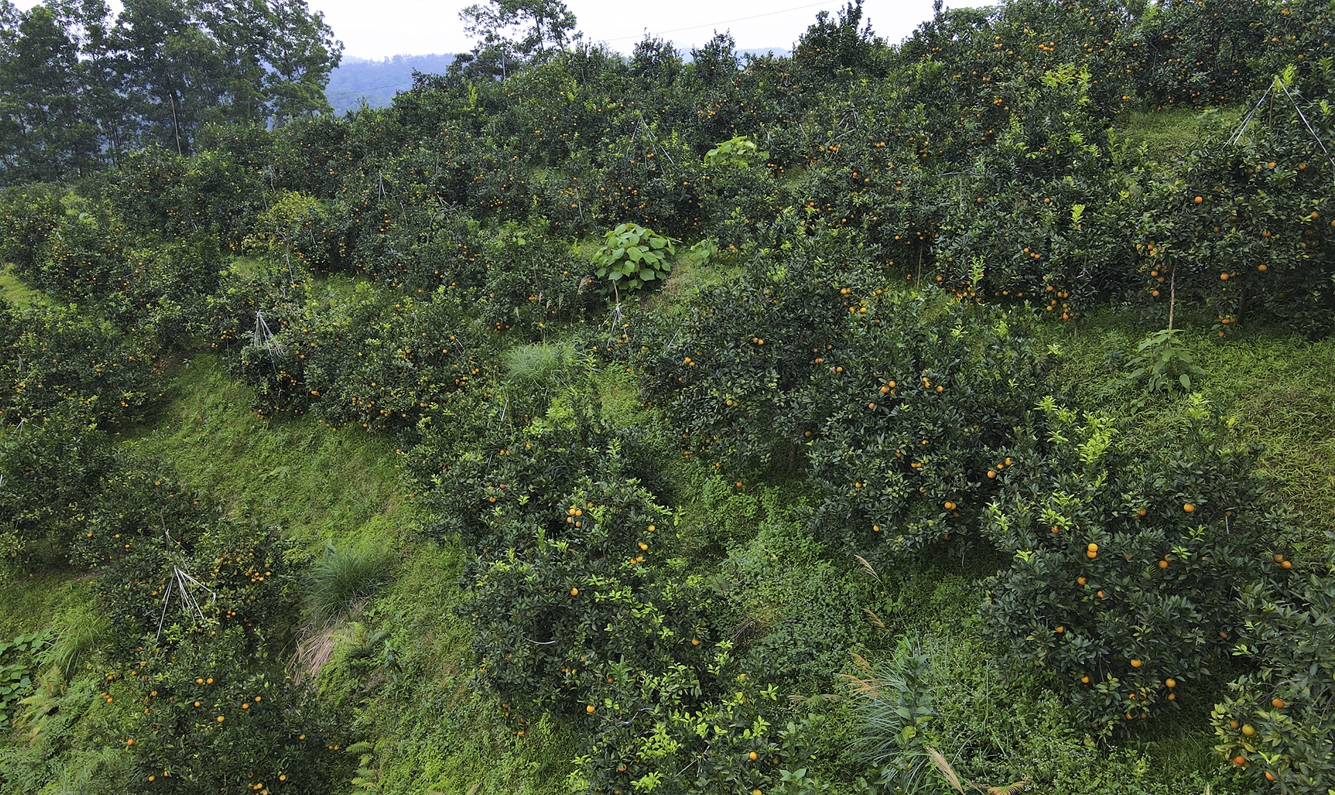 gia cam tang cao anh 1