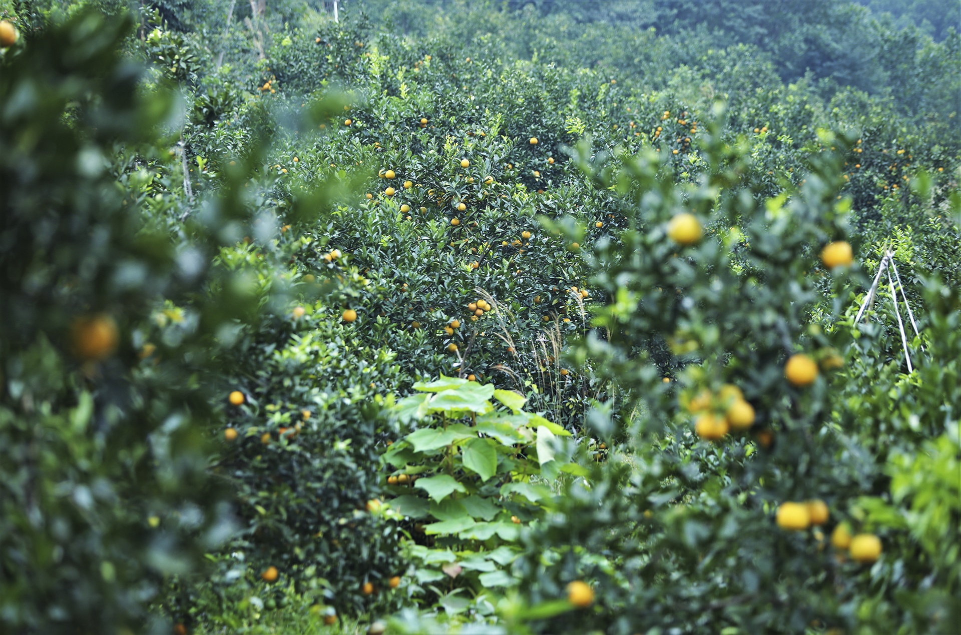 gia cam tang cao anh 2