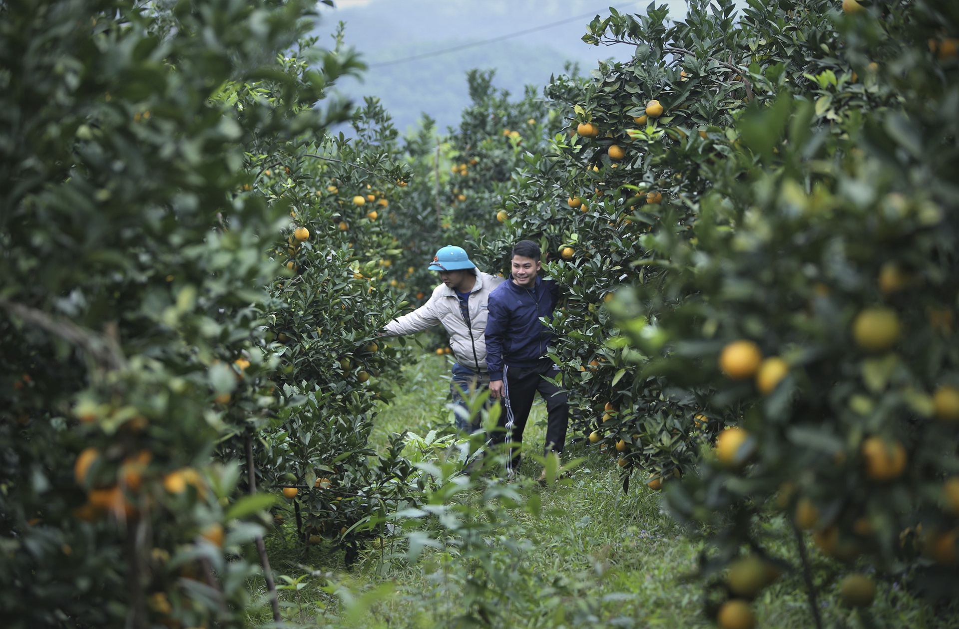 gia cam tang cao anh 7