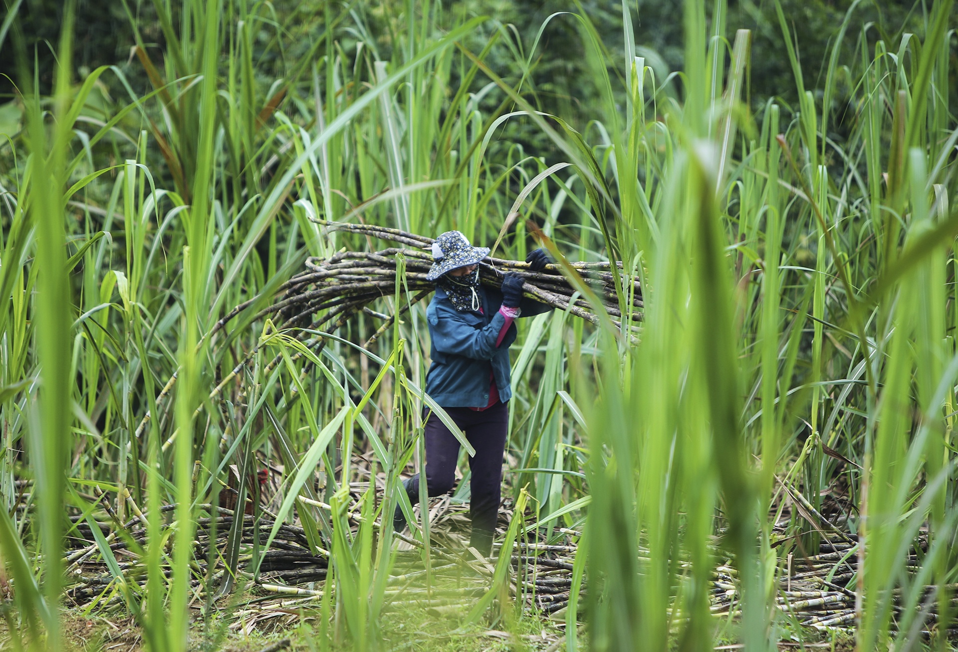 mat mia vao vu anh 1