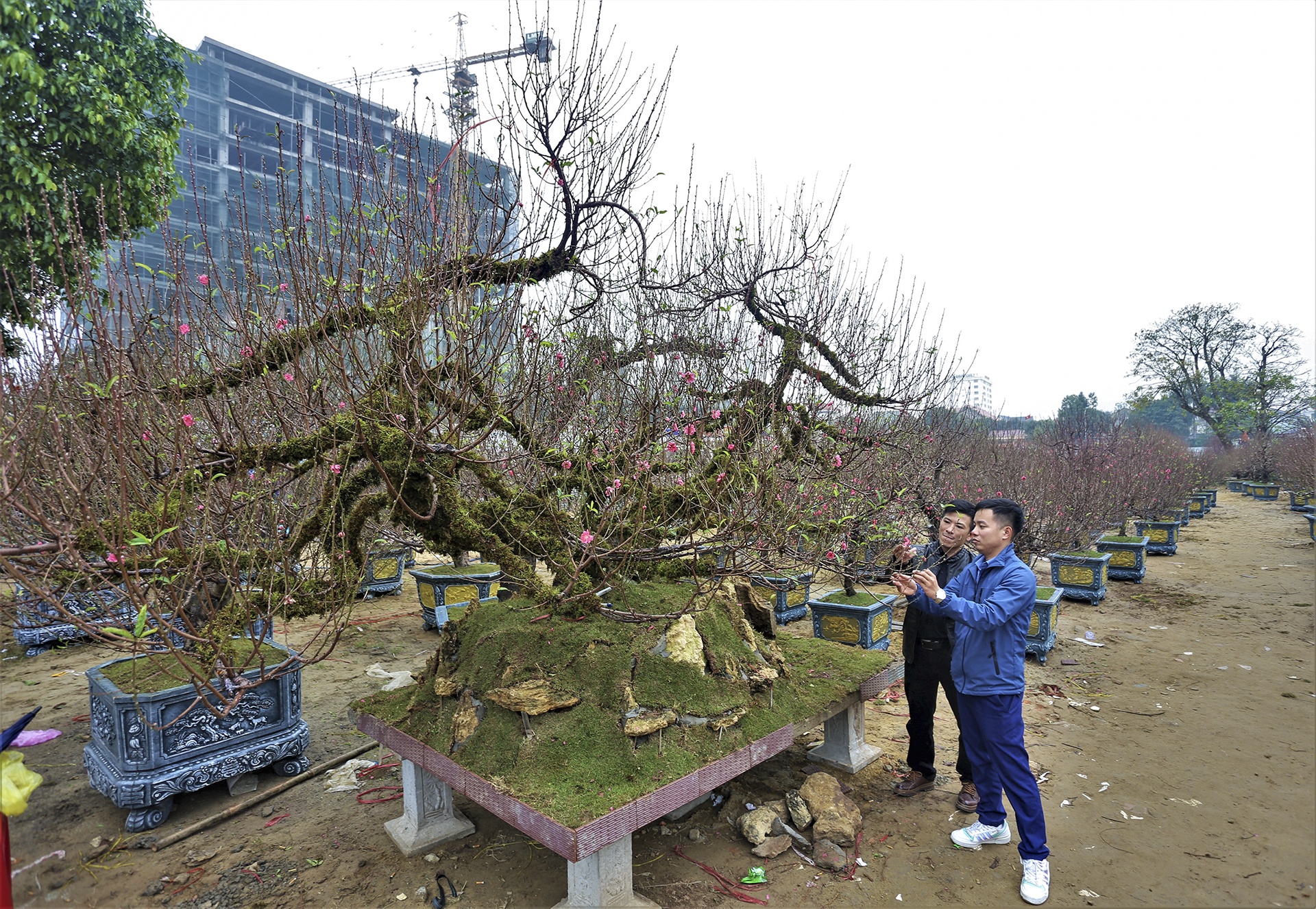 mai dao ngay Tet anh 2