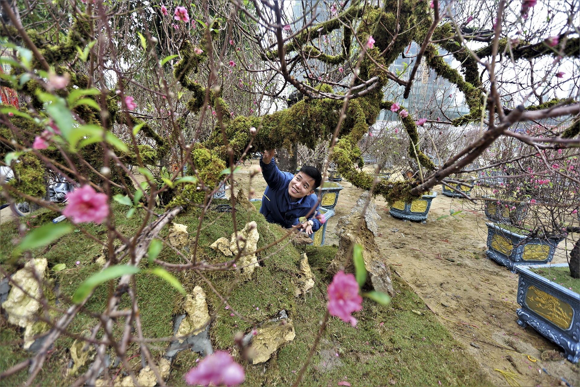 mai dao ngay Tet anh 3