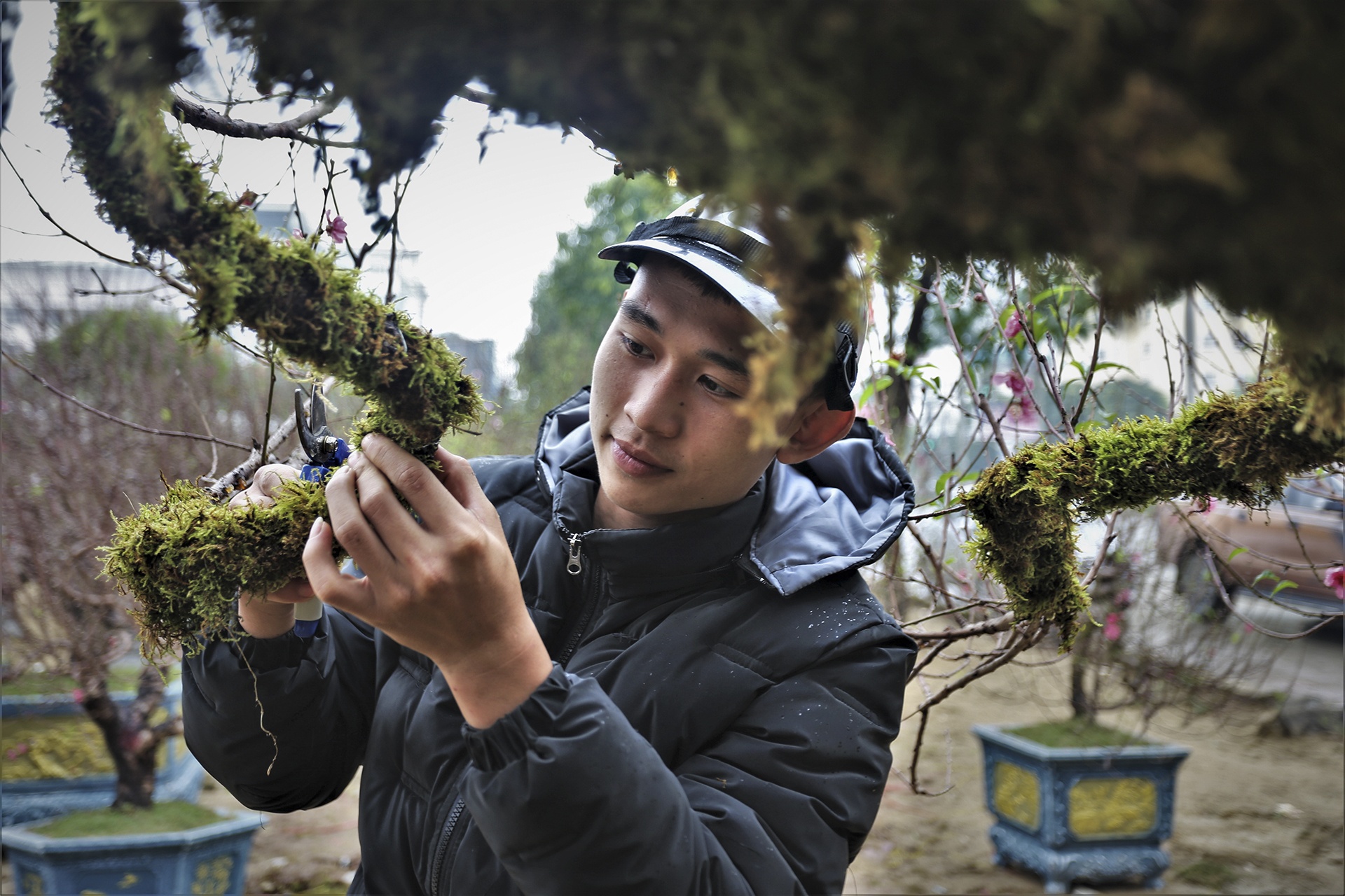 mai dao ngay Tet anh 5