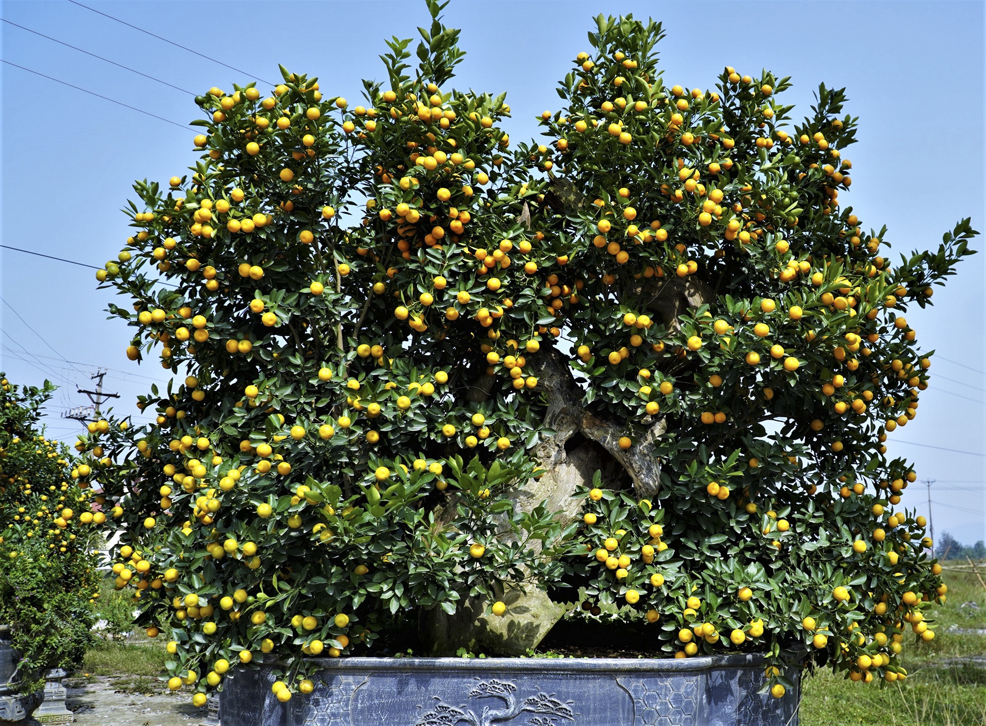 mai dao ngay Tet anh 11