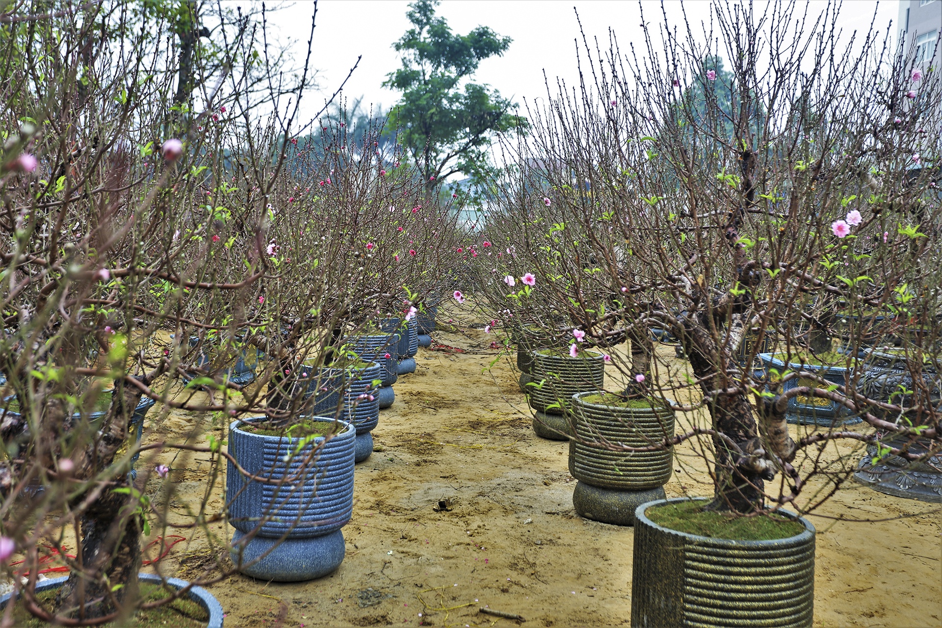 mai dao ngay Tet anh 1