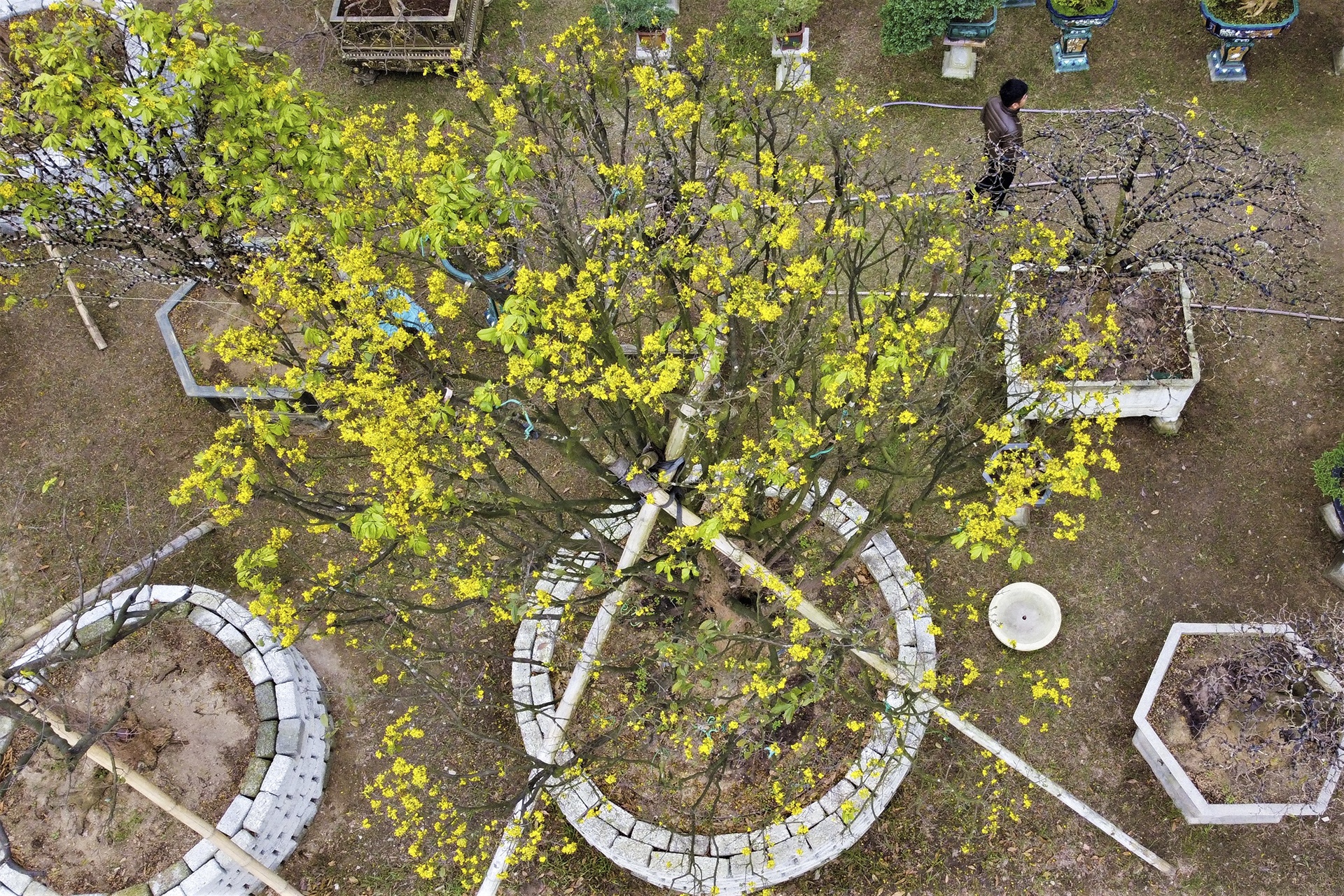 mai dao ngay Tet anh 16