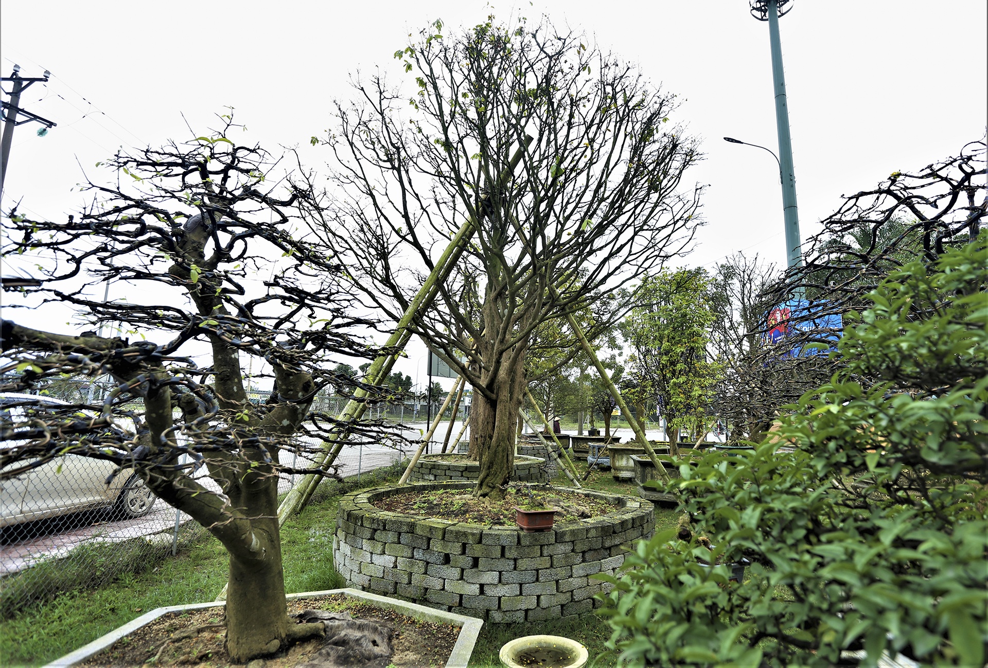 mai dao ngay Tet anh 15