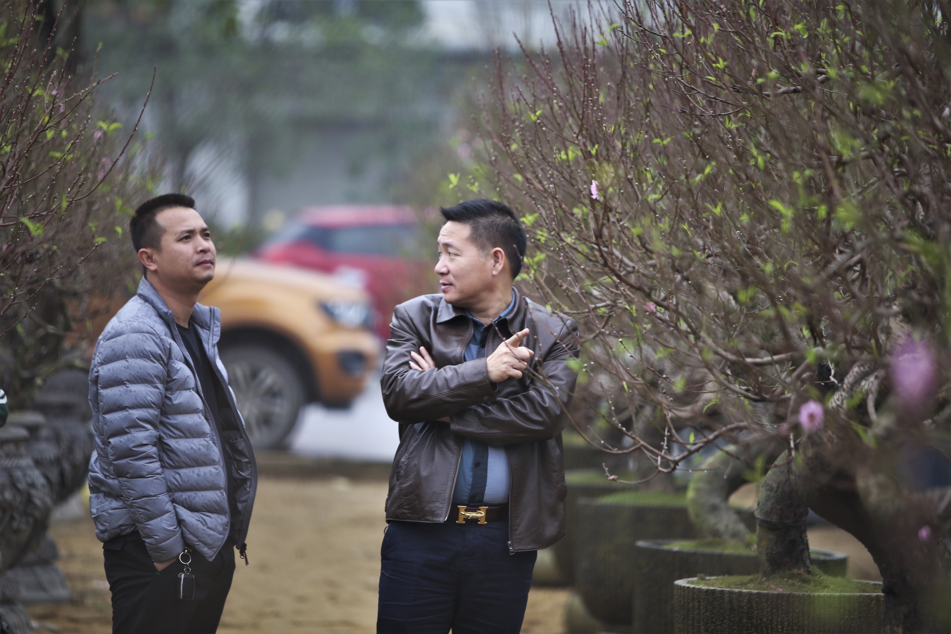 mai dao ngay Tet anh 6