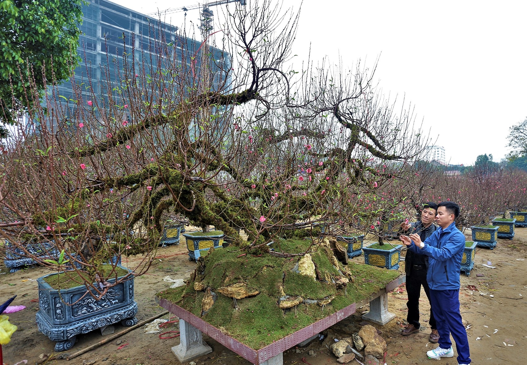 Goc dao dang 'rong bay' va nhung cay mai tram tuoi gia bac ty hinh anh
