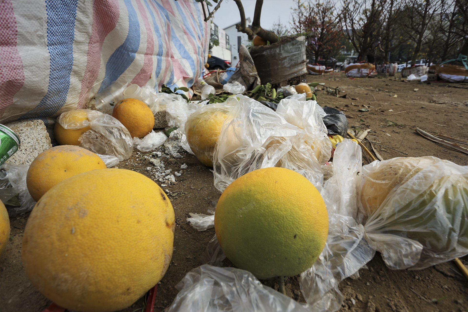 Tết nguyên đán, đào quất, chợ Tết, lỗ vốn ảnh 2 Tet nguyen dan, dao quat, cho Tet, lo von anh 2
