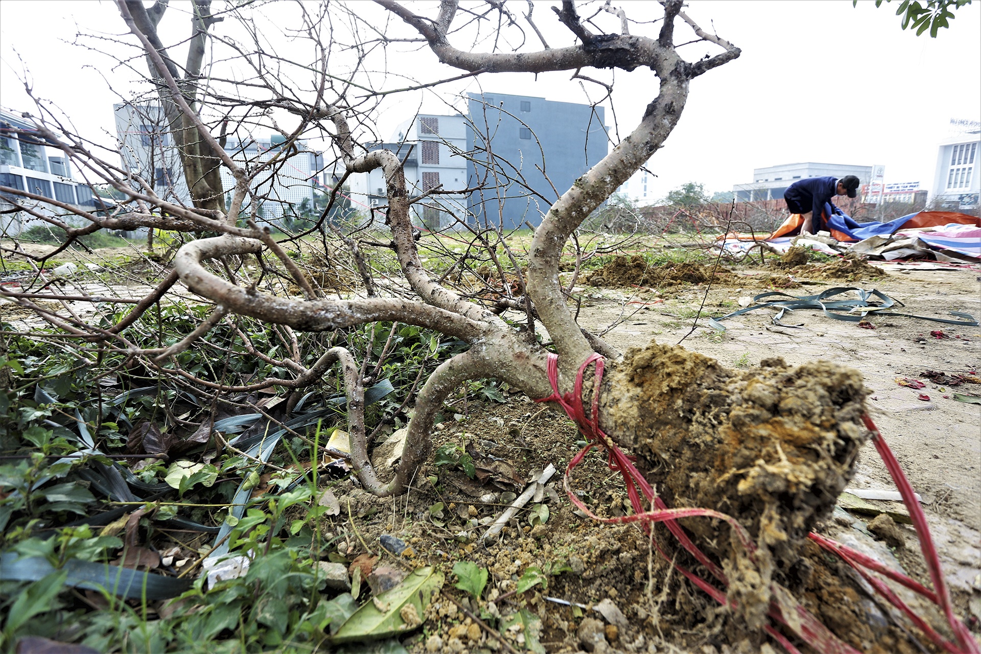 Tết nguyên đán, đào quất, chợ Tết, lỗ vốn ảnh 8 Tet nguyen dan, dao quat, cho Tet, lo von anh 8