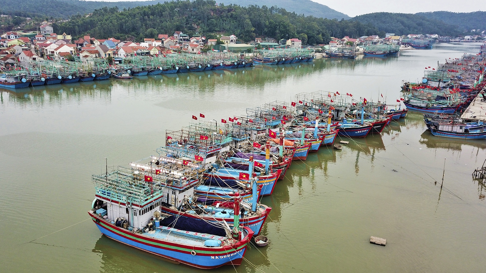 trung dam ca bien anh 2