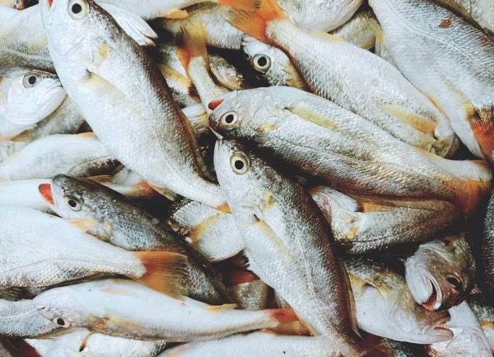 Ngu dan Ha Tinh thu ca tram trieu khi lien tiep trung hang tan ca du hinh anh