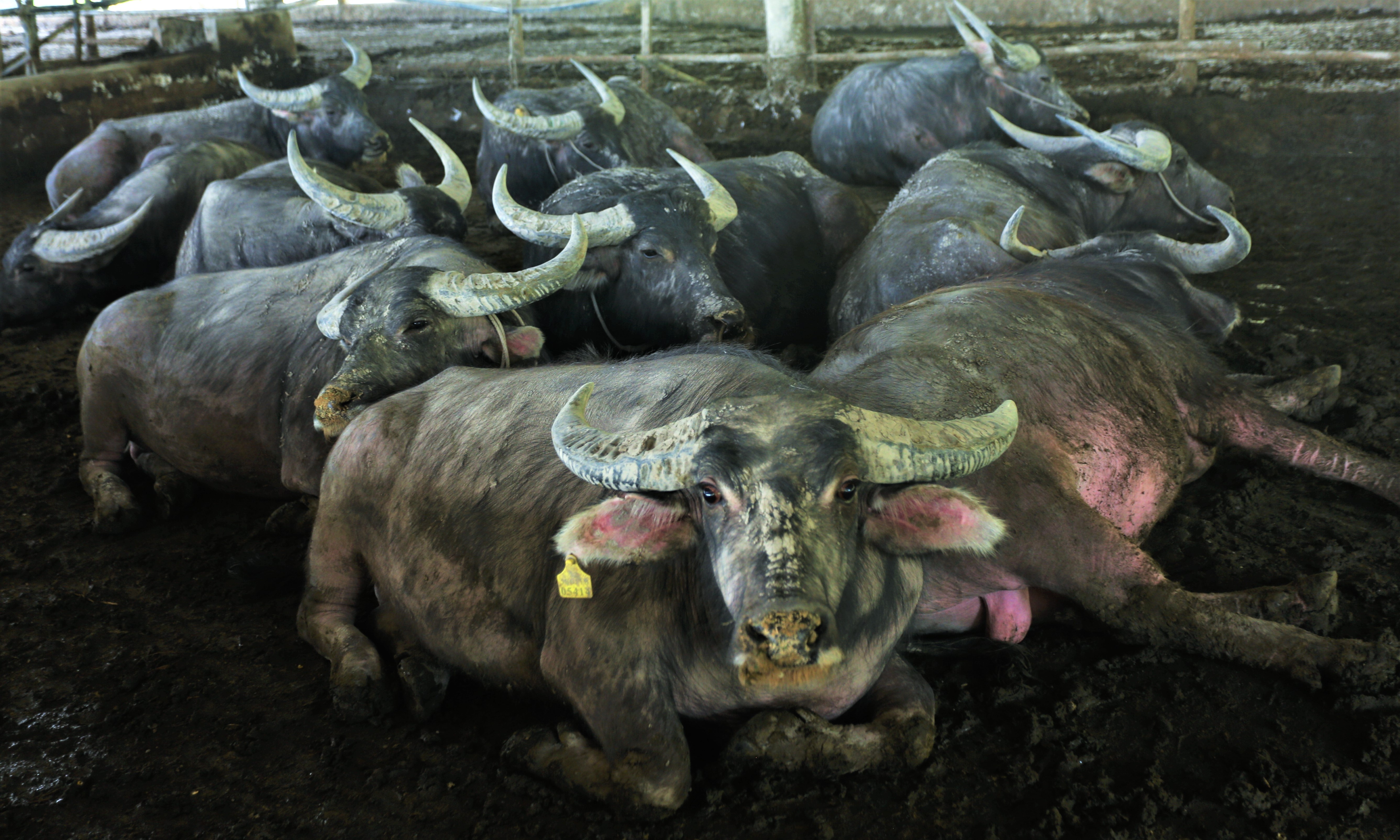 trang trai nuoi trau anh 2