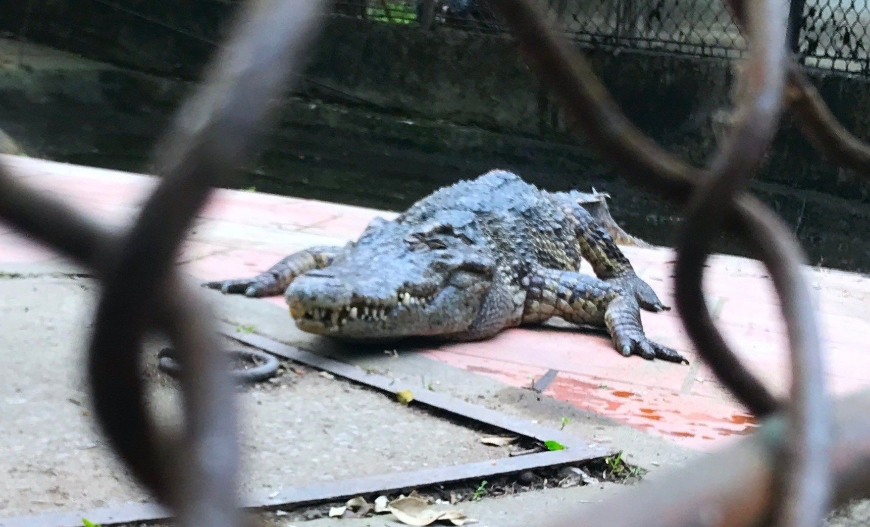 Lo dan ca sau song chuong trong cong vien lon nhat Nghe An hinh anh