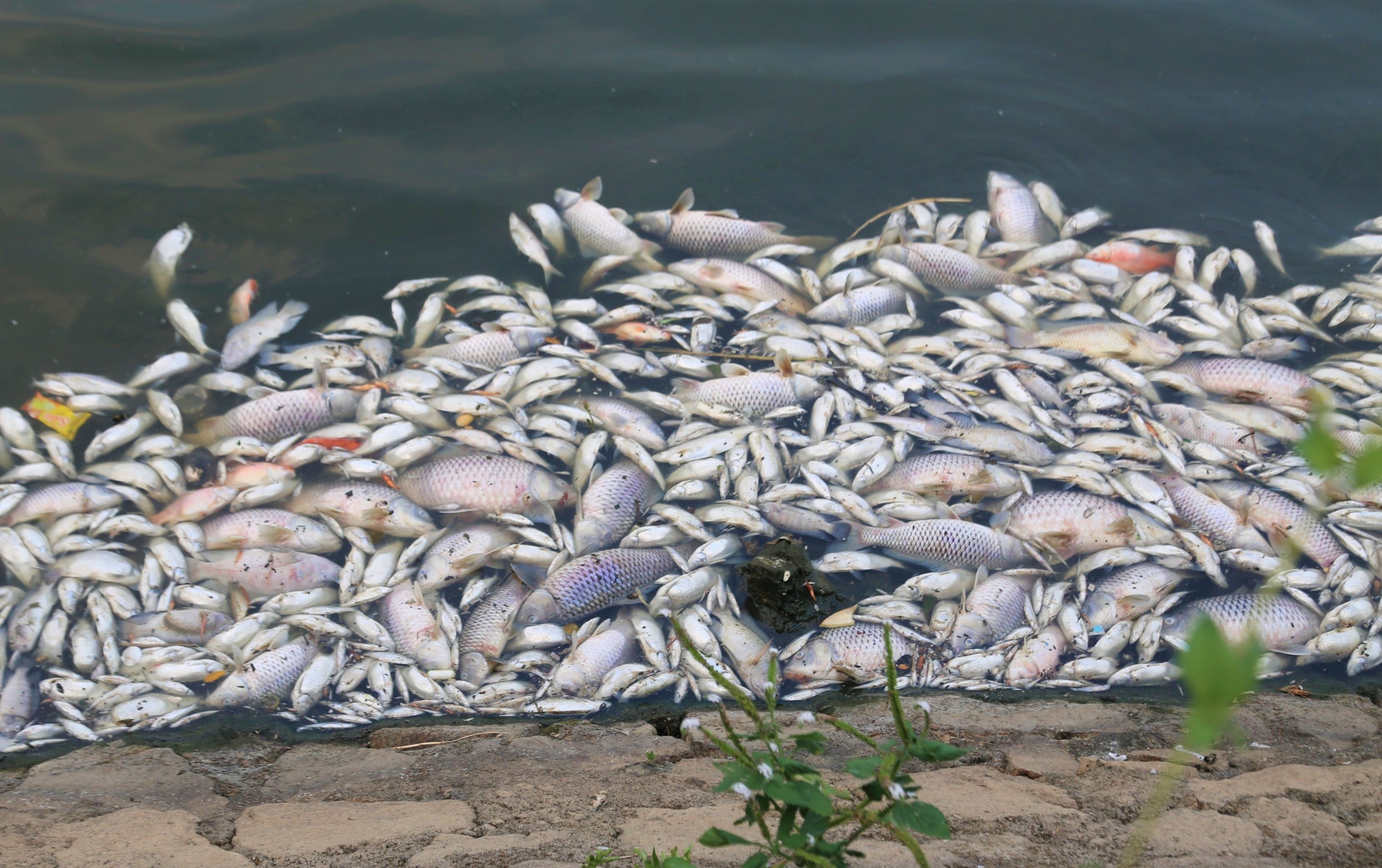 ca chet hang loat anh 1