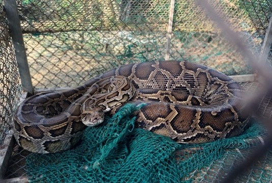 Tran mac ket trong chuong sau khi nuot chung con be hinh anh