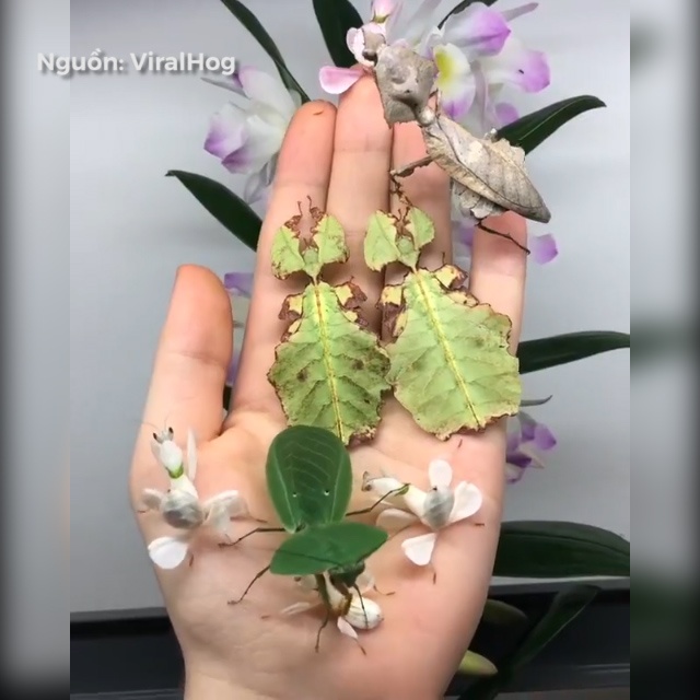 Nhung loai con trung nguy trang thanh cong den kho tin hinh anh