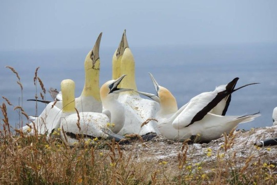 'Chu chim co doc nhat the gioi' da qua doi hinh anh