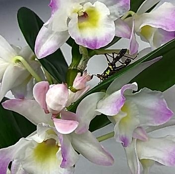 Bo ngua nguy trang giong hoa de san moi hinh anh