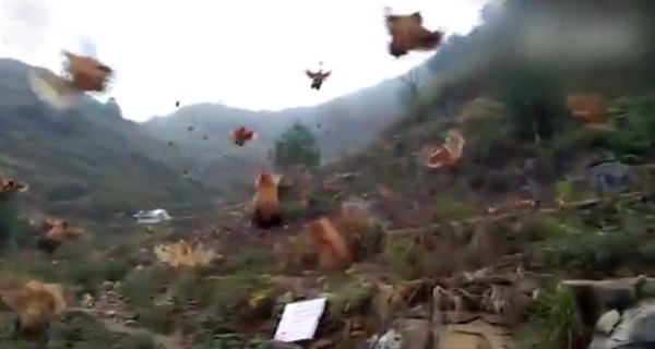 La mat ngam dan ga bay nhu chim hinh anh