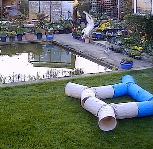 Chu meo biet 'bay' san bat chim hinh anh