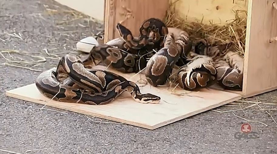 Tro dua ran nhay vao xe hoi khien nguoi xem chet khiep hinh anh