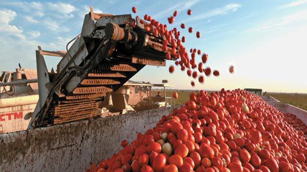 Quy trinh san xuat ca chua dong hop tu canh dong den ban an hinh anh