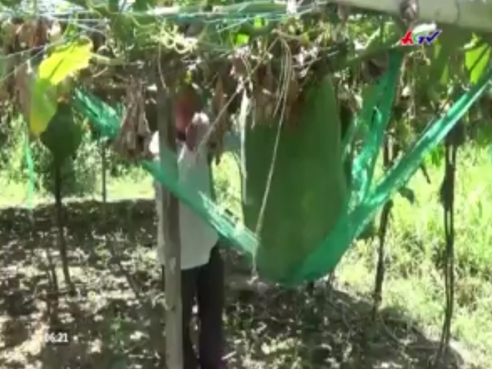 Bi an vung dat trong duoc loai bi nang tram kg hinh anh