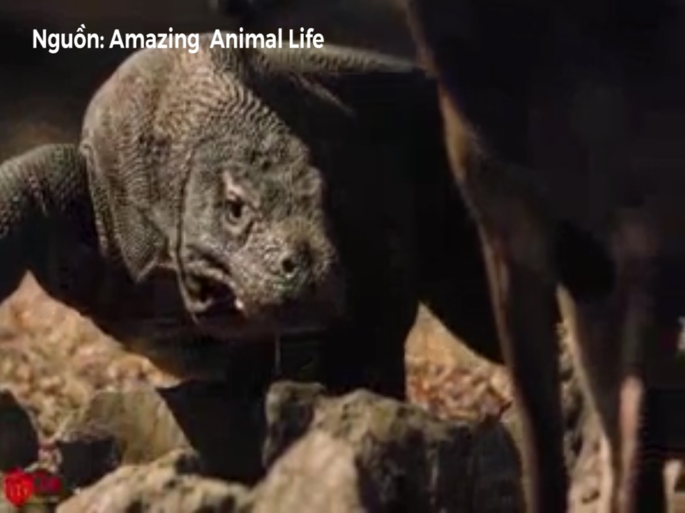 Nhung cu can ha guc ca huou nai cua rong Komodo hinh anh