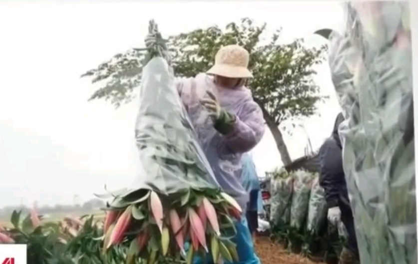 Hoa ly no muon lam kho nong dan sau Tet hinh anh