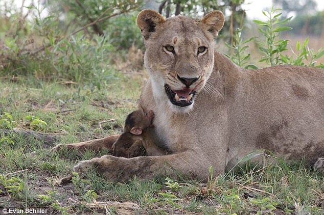 Tinh ban hiem thay giua su tu va khi con hinh anh