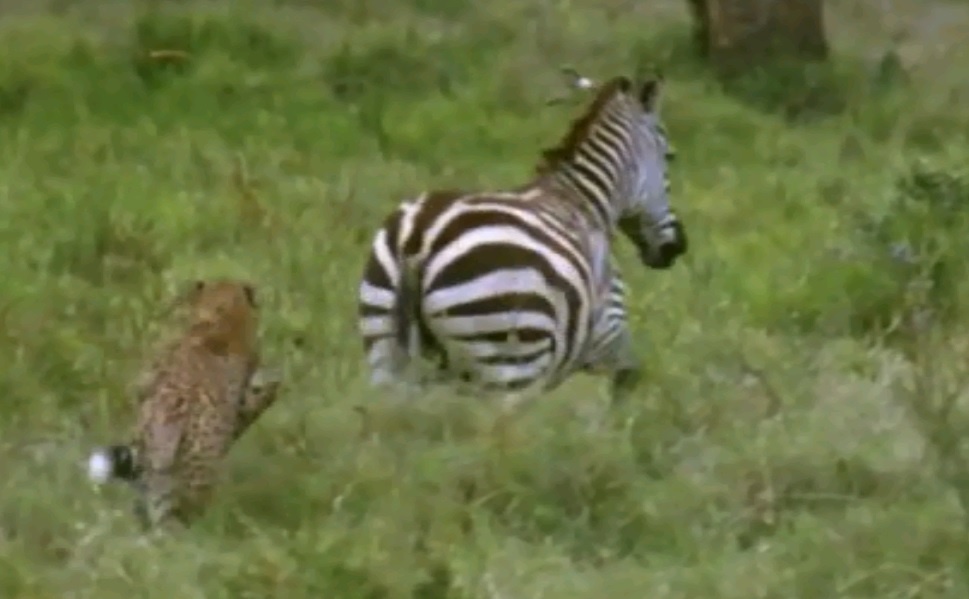 Clip bao dom dua toc do voi con moi tren dong co hinh anh