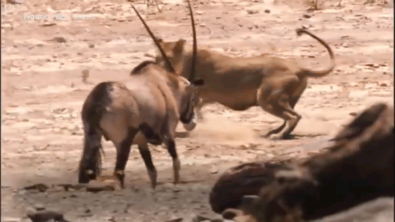 Cuoc dau tranh sinh ton cua linh duong thoat khoi su tu hinh anh