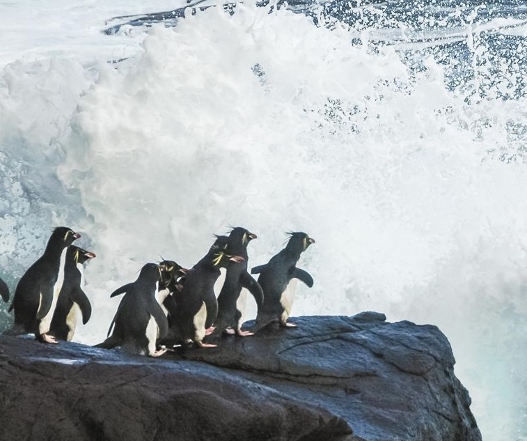 Can canh dan chim canh cut vat lon de thoat con song du hinh anh