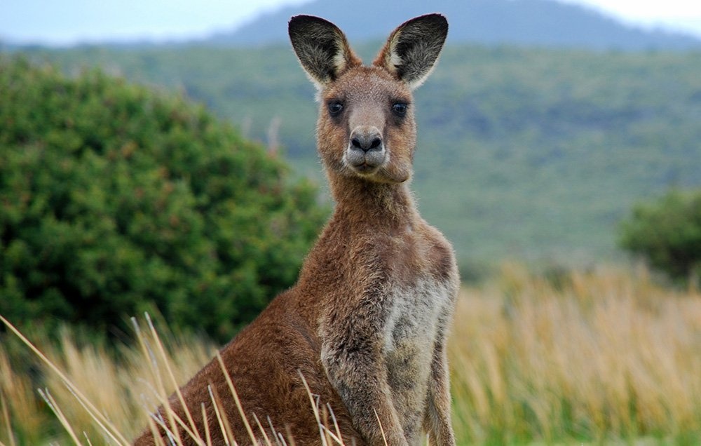 Man danh 'boxing' cua Kangaroo day cam go hinh anh