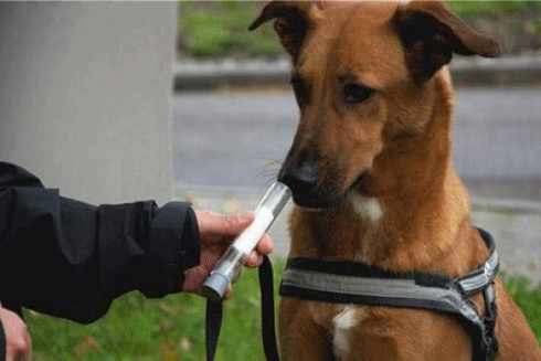 Cho co kha nang phat hien duoc ung thu? hinh anh