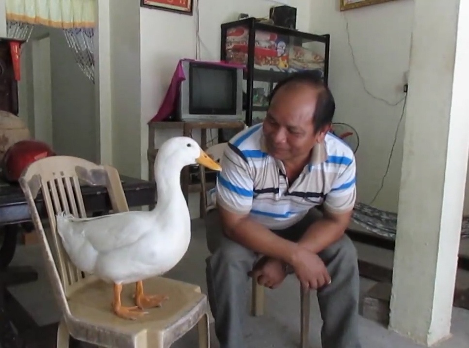 Ky la vit di theo chu o Mien Tay khien nhieu nguoi ngac nhien hinh anh