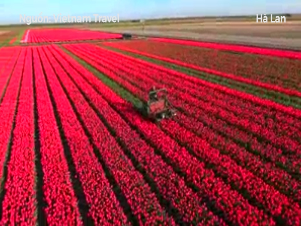 Chiem nguong ve dep nhung canh dong hoa tulip o Ha Lan hinh anh