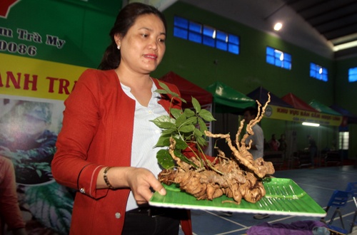 Cu sam ngoc linh hon 1kg gia 540 trieu dong hinh anh