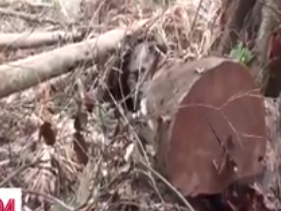 Nhung canh rung gia bi xe nat tai Dak Lak hinh anh