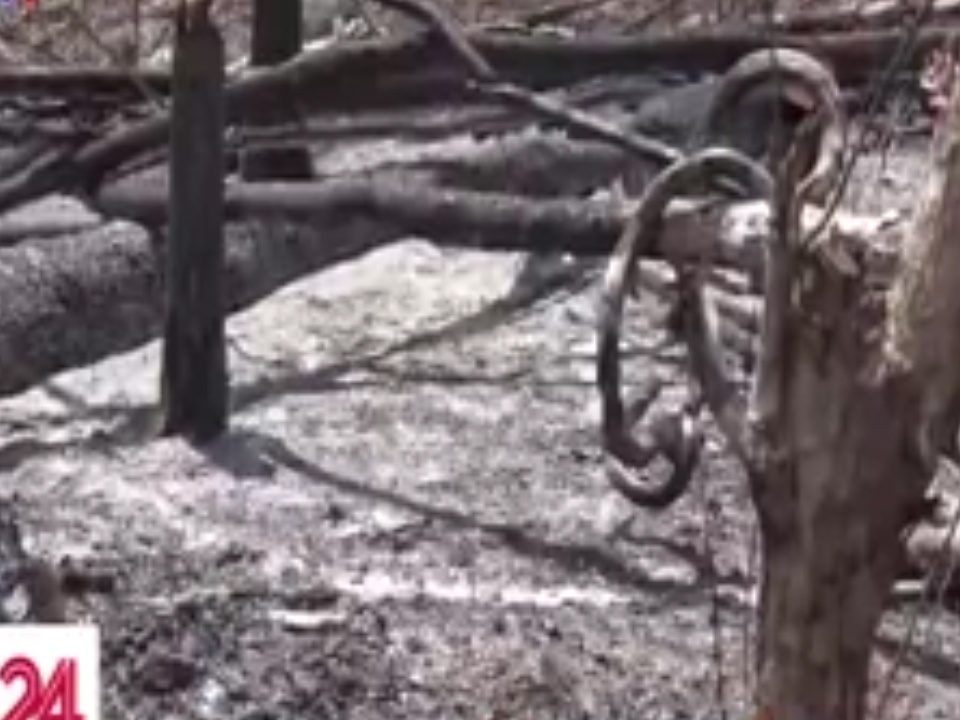 Rung phong ho Buon Don keu cuu hinh anh