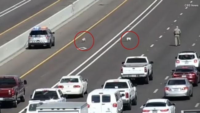 Clip canh sat My vay bat hai chu cho lam loan tren cao toc hinh anh