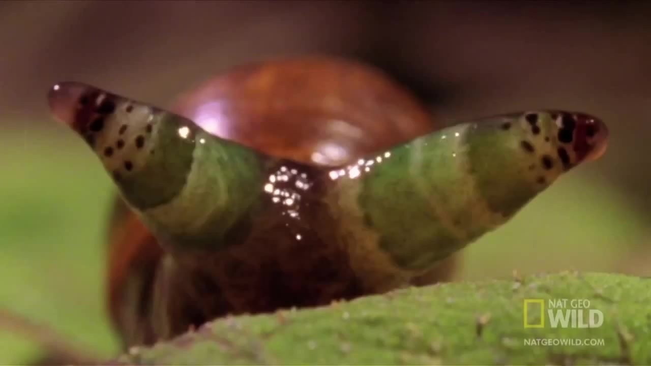 Loai ky sinh trung dang so bien oc sen thanh Zombie hinh anh