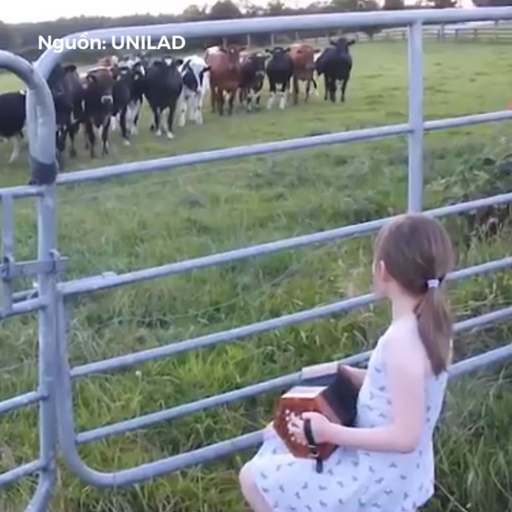 Co be choi dan 'dieu khien' dan bo hinh anh