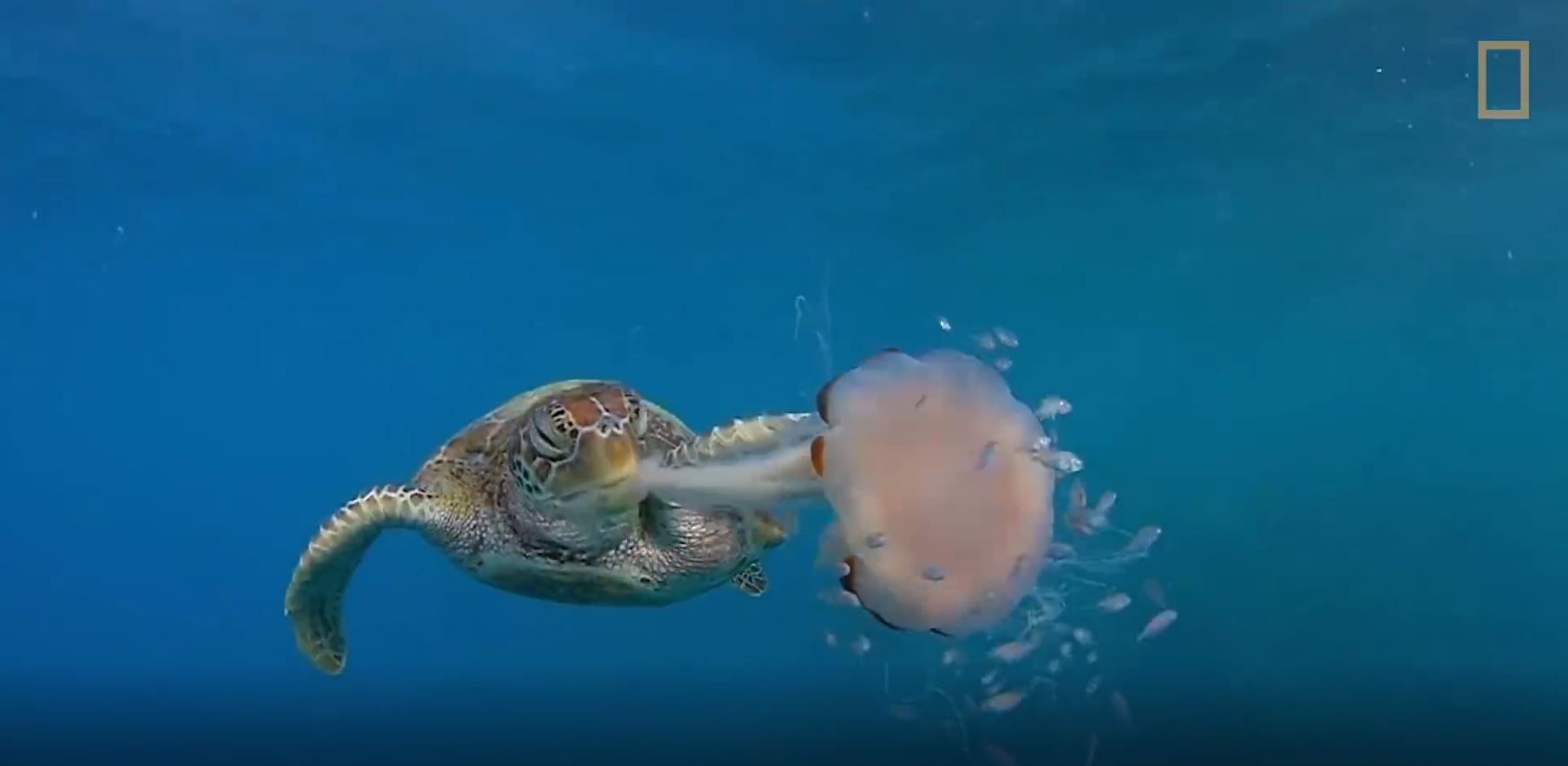 Xem rua bien tan cong va an thit loai sua doc giua bien hinh anh