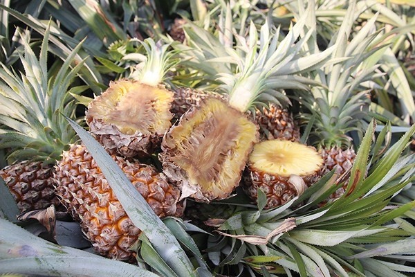 Dua thoi bat thuong tai Lao Cai hinh anh