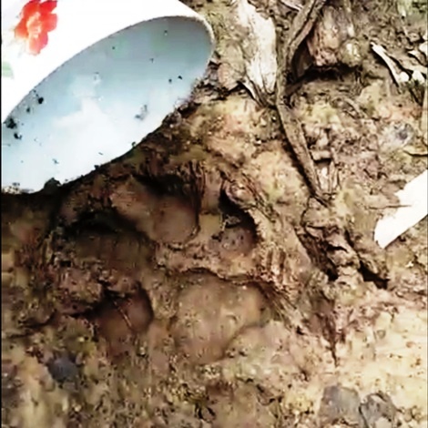 Xuat hien thu an thit tai khu dan cu thuoc tinh Quang Tri hinh anh